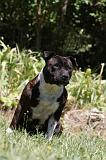 STAFFIE 421